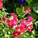 Antirrhinum majus 'La Bella rouge et blanc'